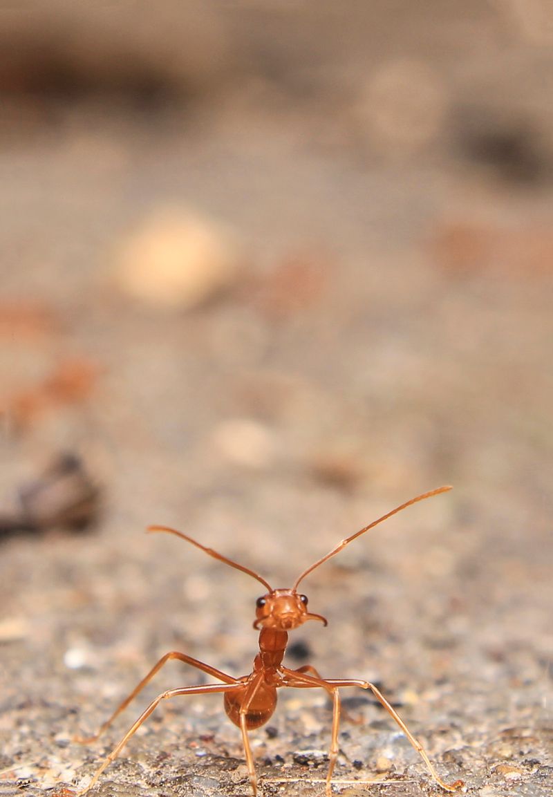 Red fire ant close-up — common in Jacksonville lawns