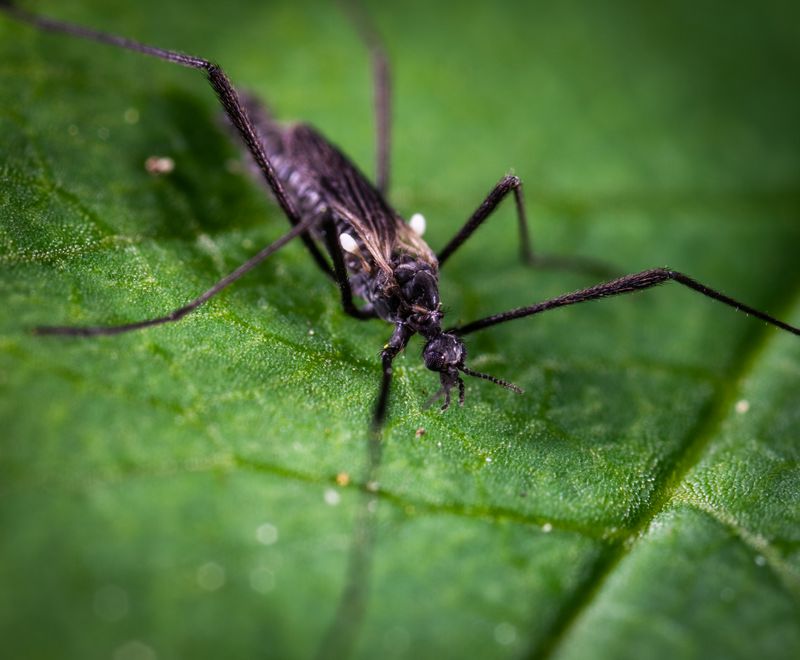Mosquito on a leaf — targeted by our yard mosquito treatments