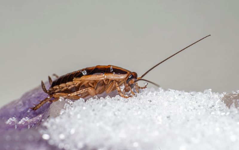 Close-up of a cockroach, a common Jacksonville household pest