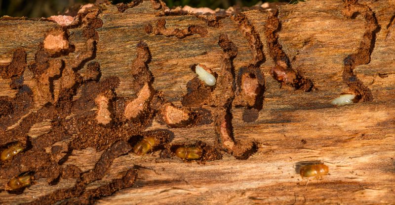 Termite damage inside wood — a serious threat to Florida homes